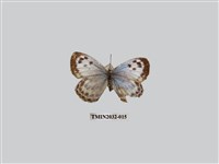 藏品(青雀斑灰蝶)的圖片